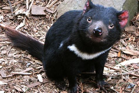 are there tasmanian devils in tasmania